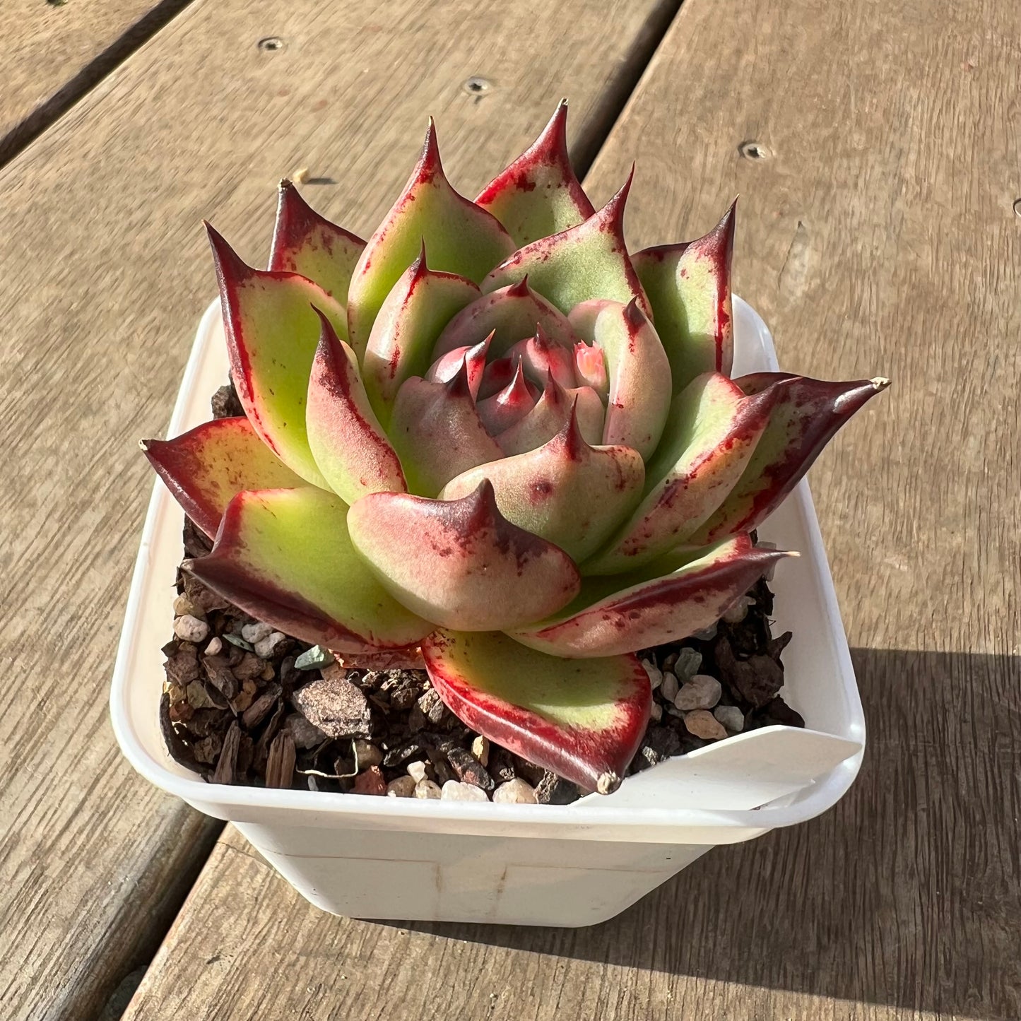 2307 Echeveria Agavoides Lovely Q