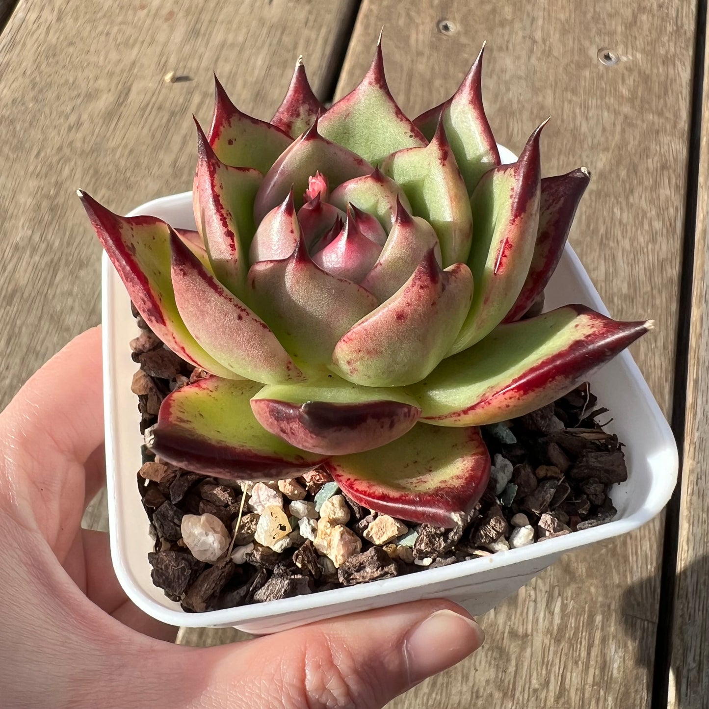 2307 Echeveria Agavoides Lovely Q