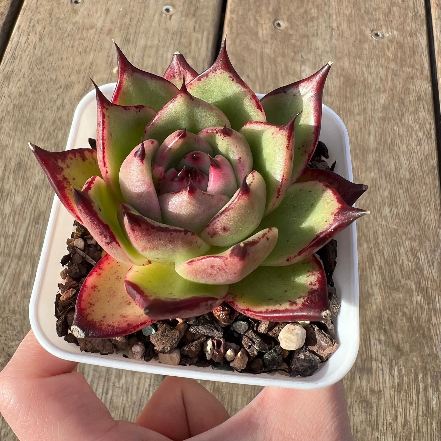 2307 Echeveria Agavoides Lovely Q