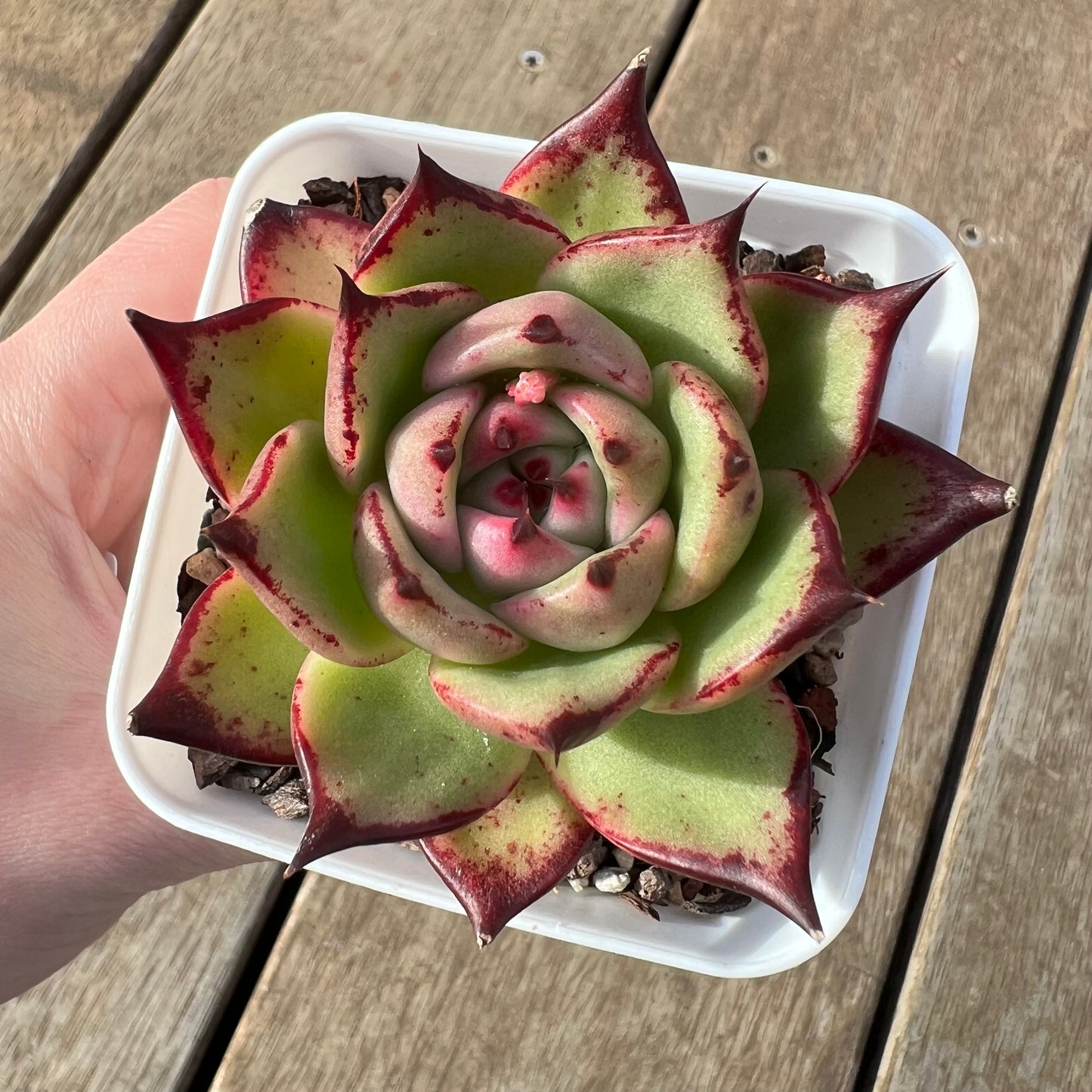 2307 Echeveria Agavoides Lovely Q