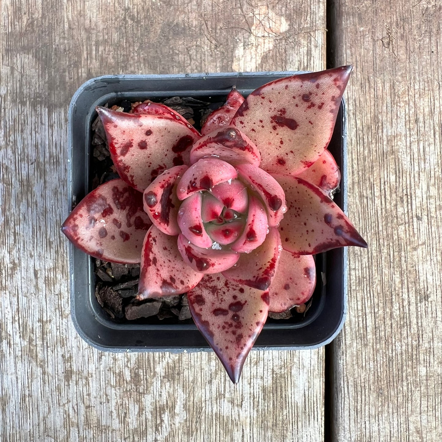 2307 Echeveria Agavoides 'Bloody Romeo'