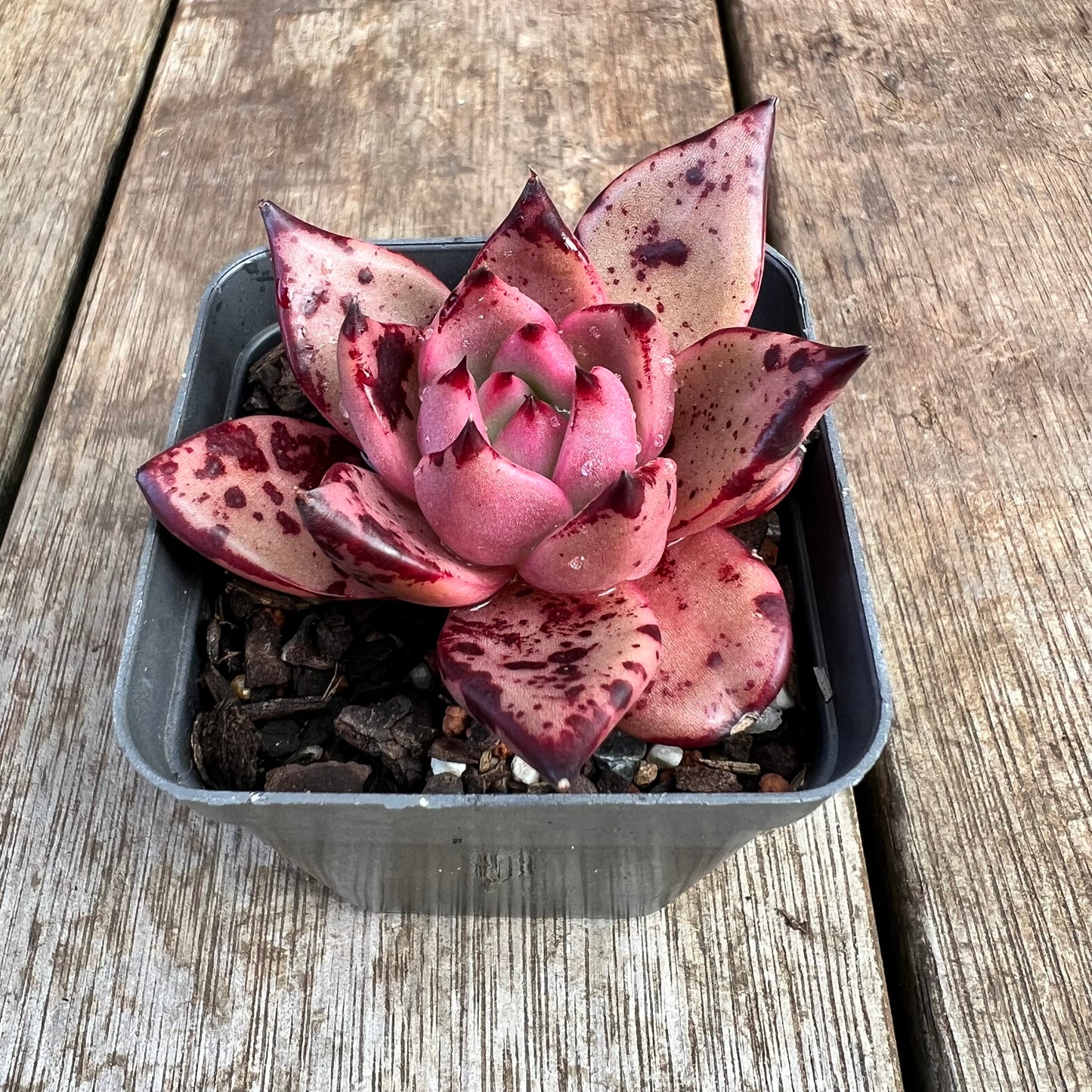 2307 Echeveria Agavoides 'Bloody Romeo'