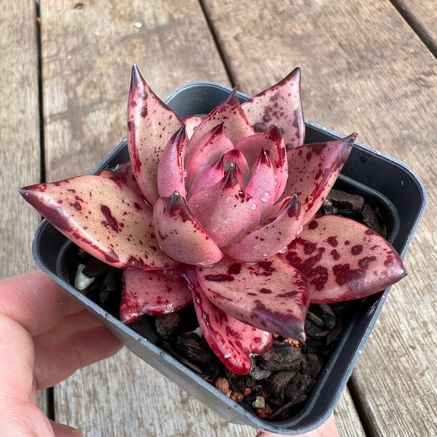 2307 Echeveria Agavoides 'Bloody Romeo'