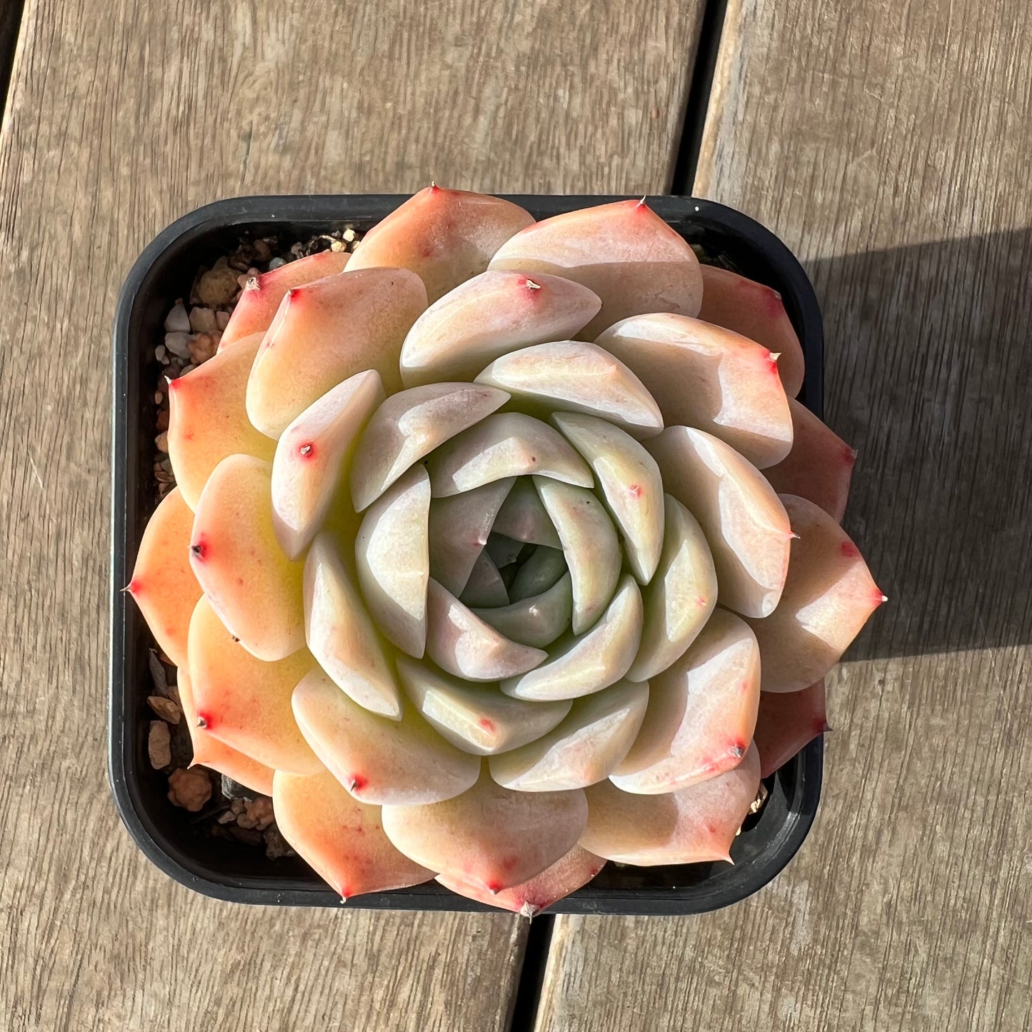 2307 Echeveria Amazing Grace