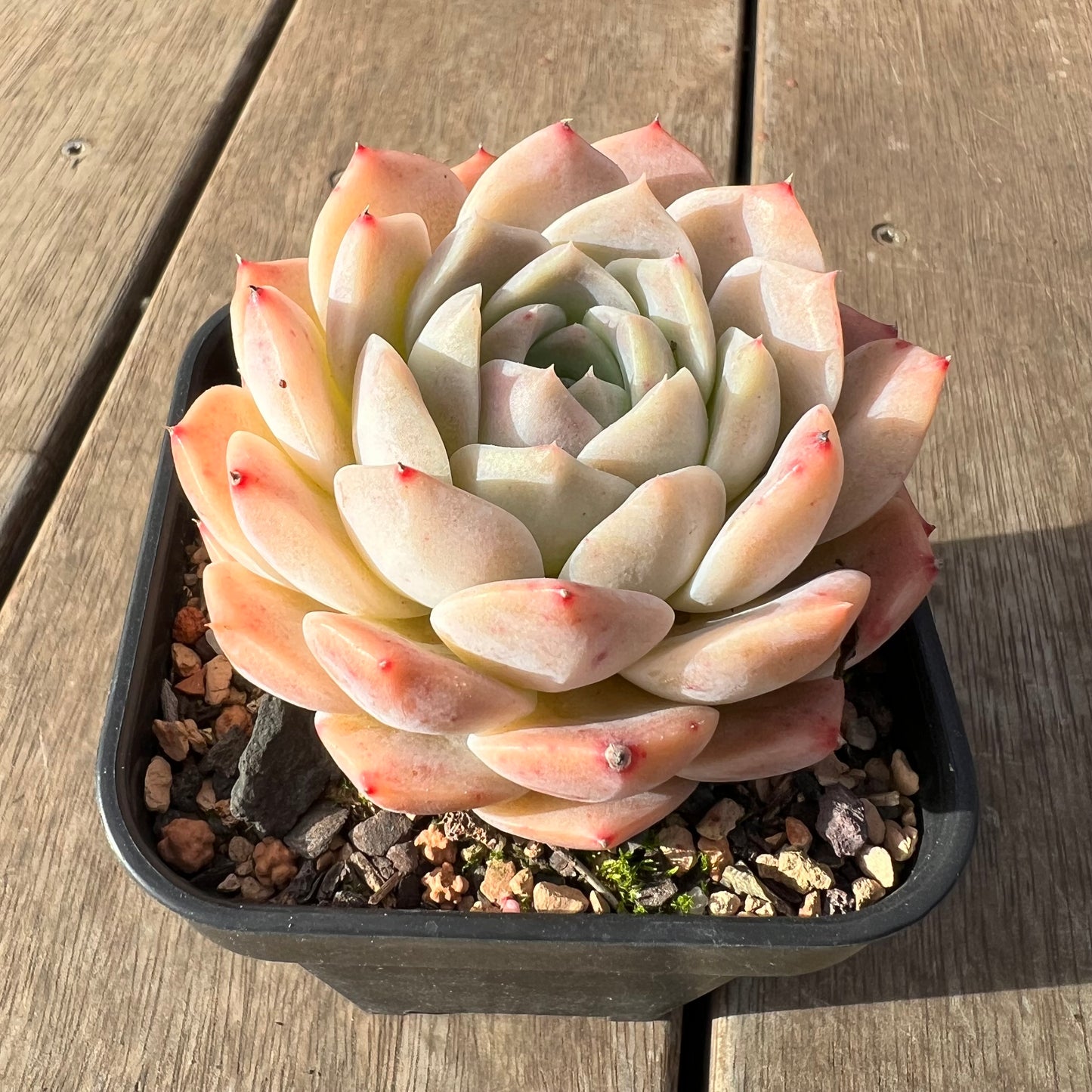 2307 Echeveria Amazing Grace