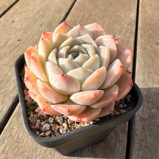 2307 Echeveria Amazing Grace