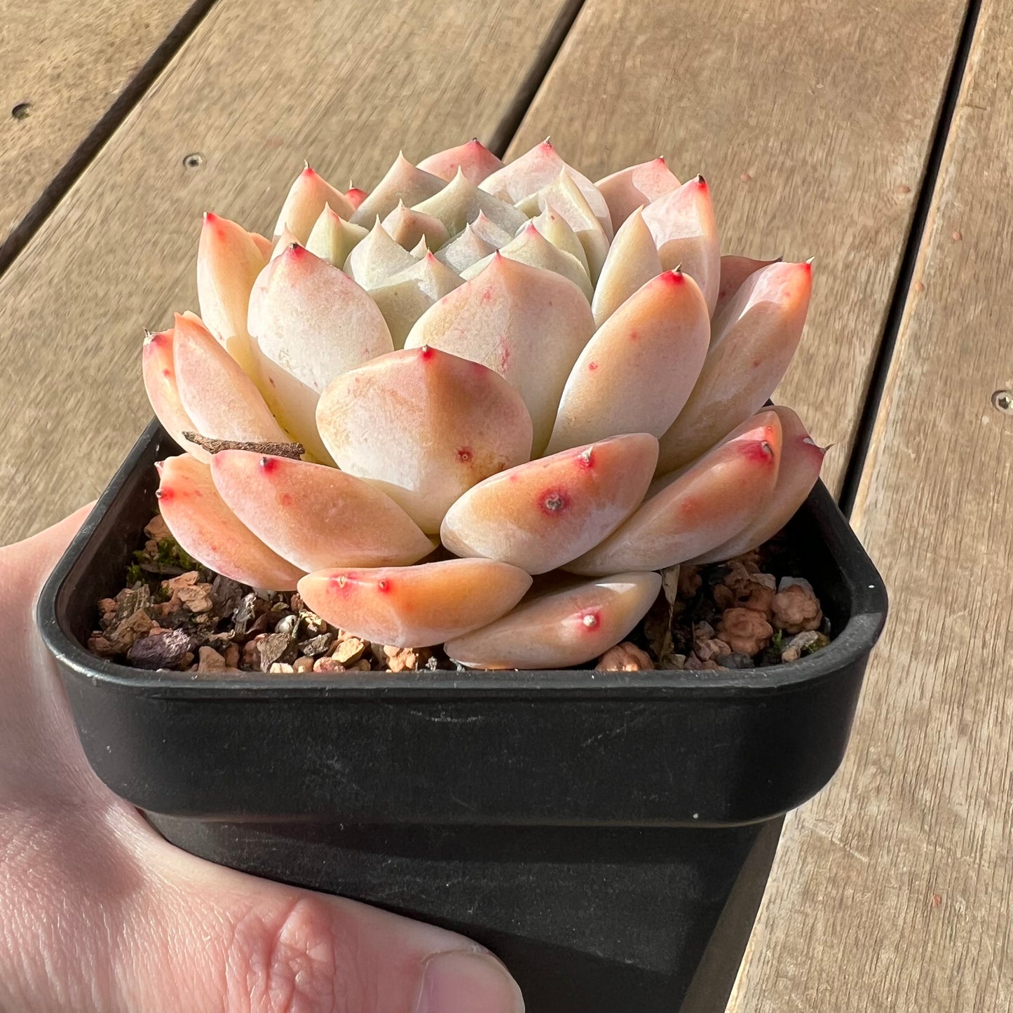 2307 Echeveria Amazing Grace