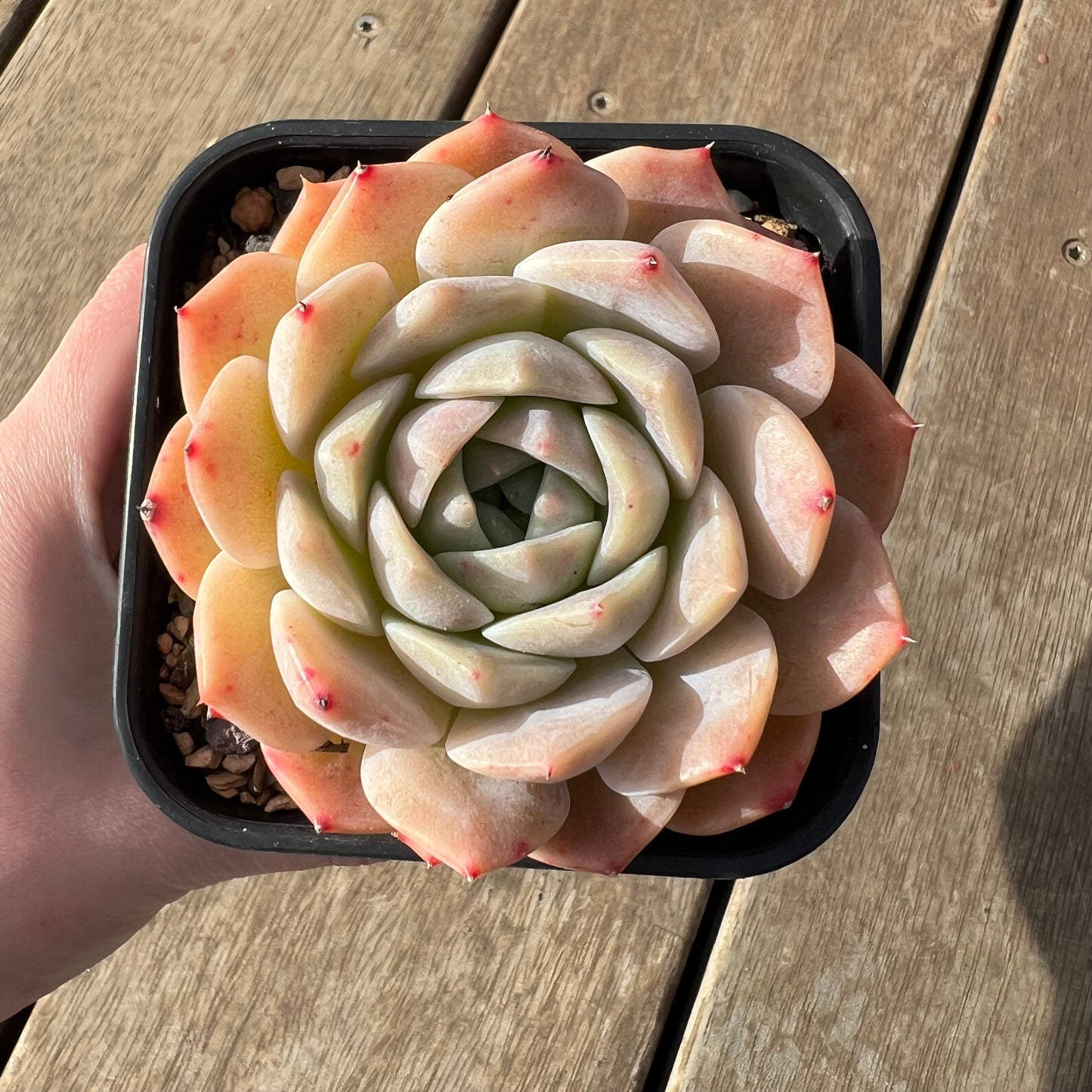 2307 Echeveria Amazing Grace