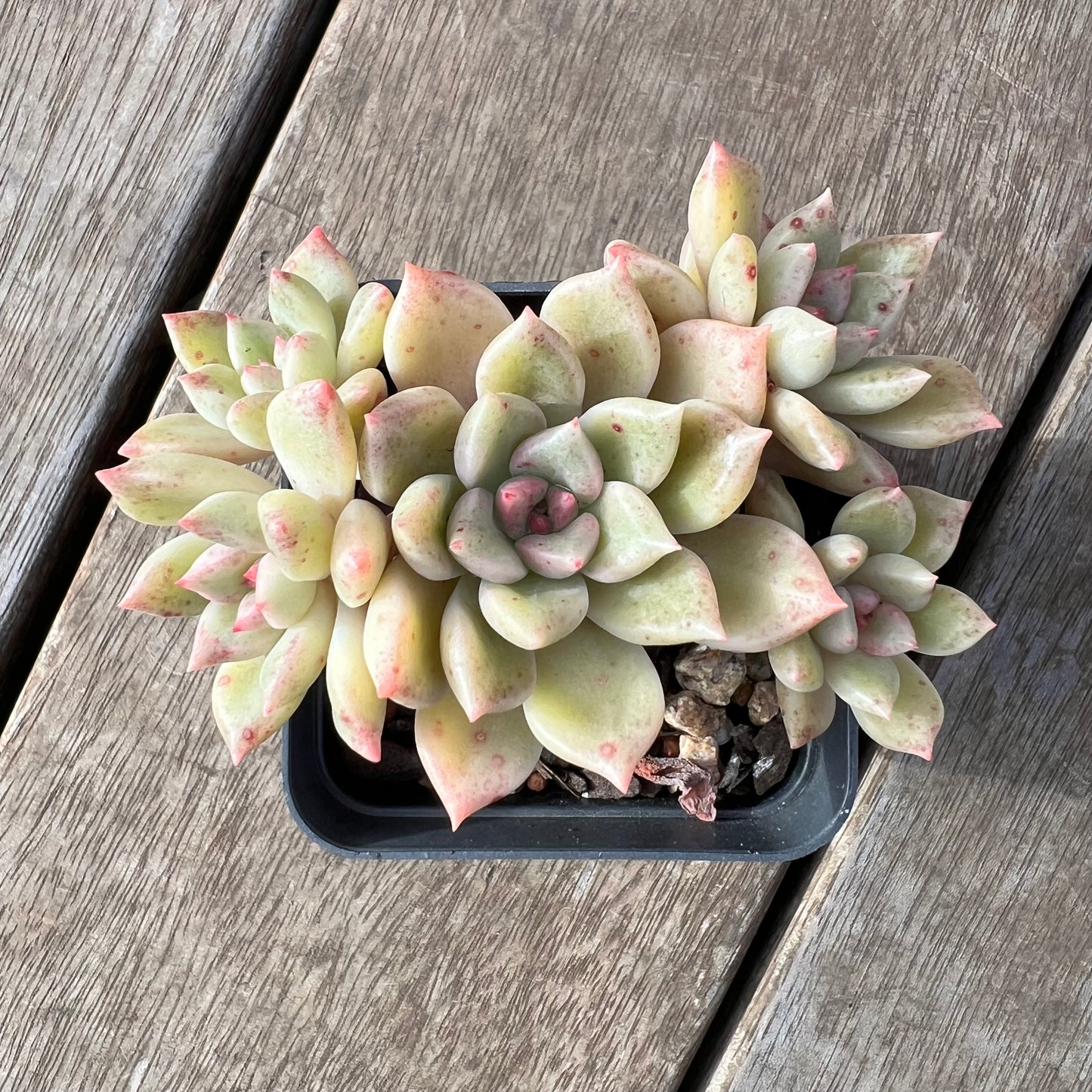 2307 Echeveria Arzee (Multi)