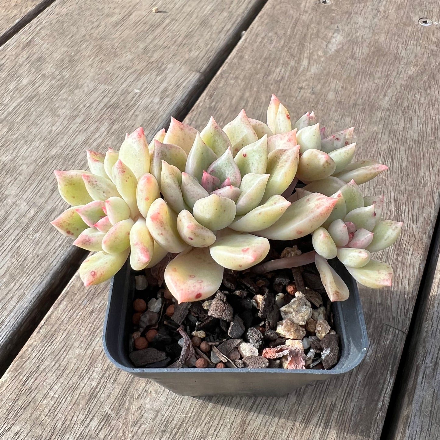 2307 Echeveria Arzee (Multi)