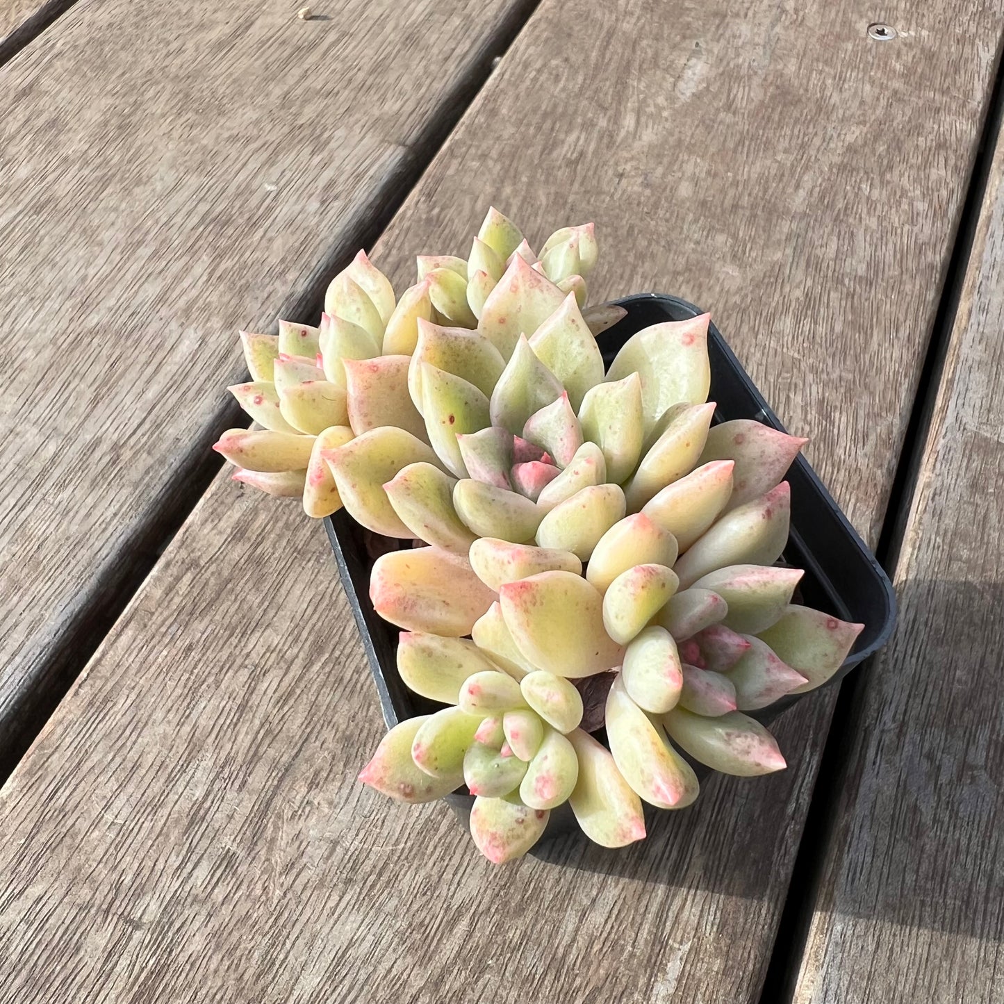 2307 Echeveria Arzee (Multi)