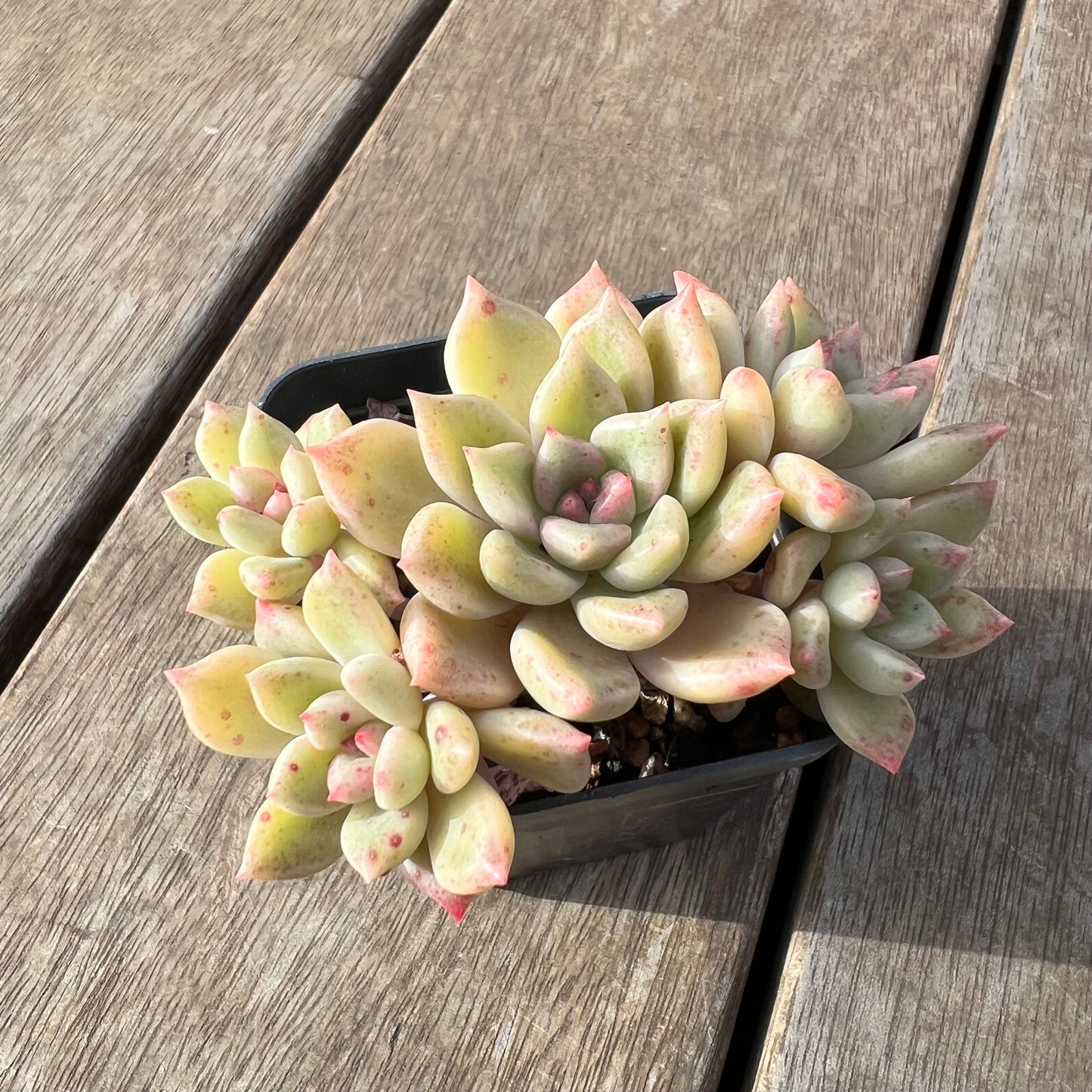 2307 Echeveria Arzee (Multi)