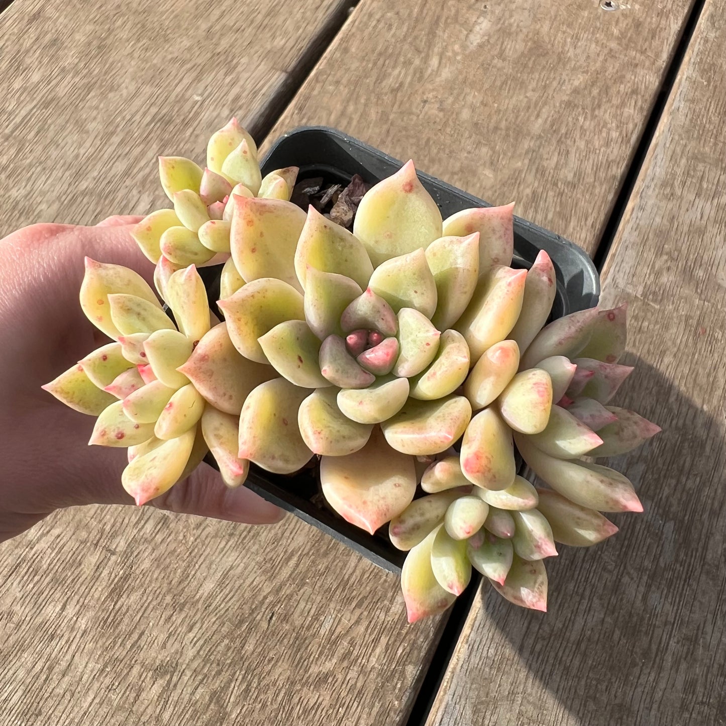 2307 Echeveria Arzee (Multi)