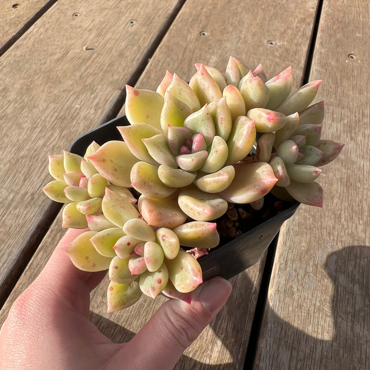 2307 Echeveria Arzee (Multi)