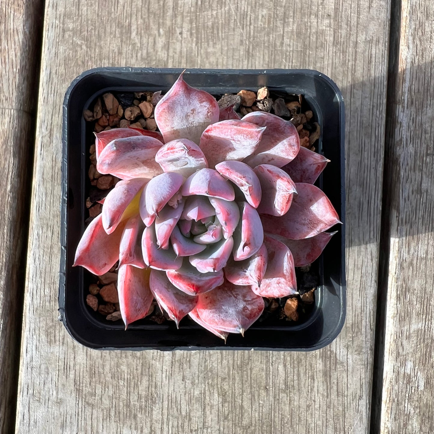 2307 Echeveria Black Swan