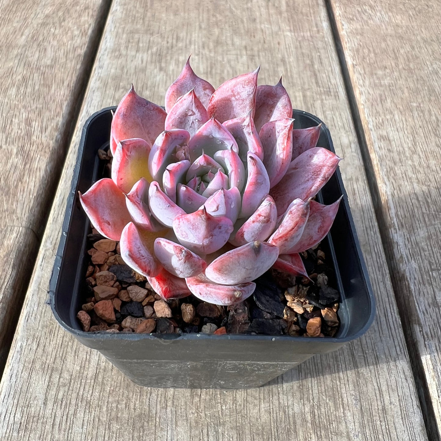 2307 Echeveria Black Swan