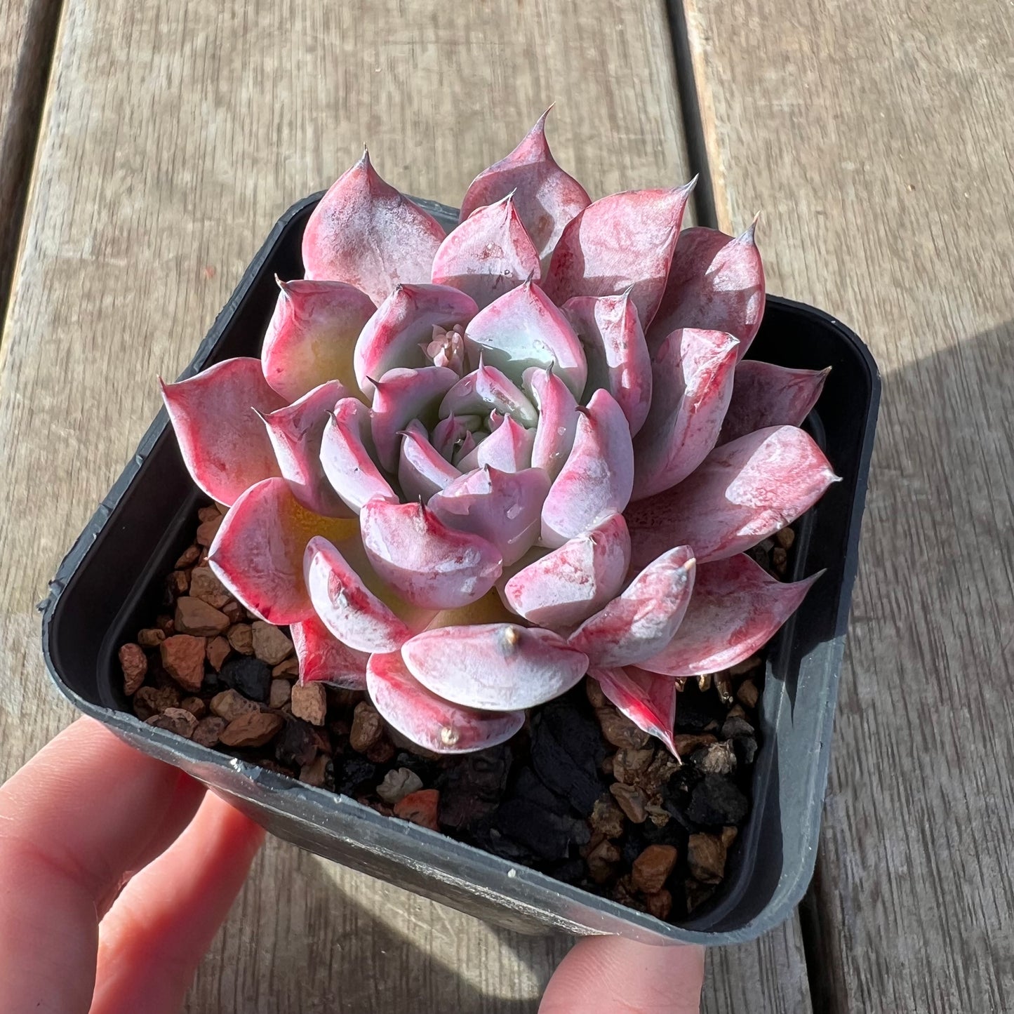 2307 Echeveria Black Swan