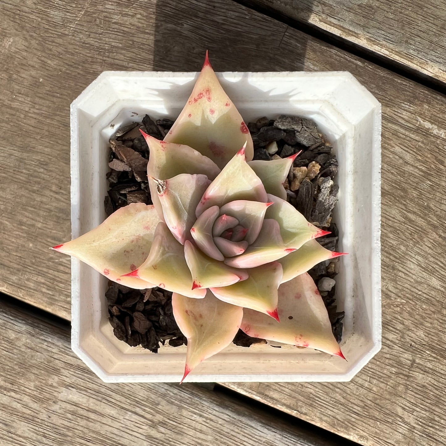 2307 Echeveria Madiba / Pink Lips