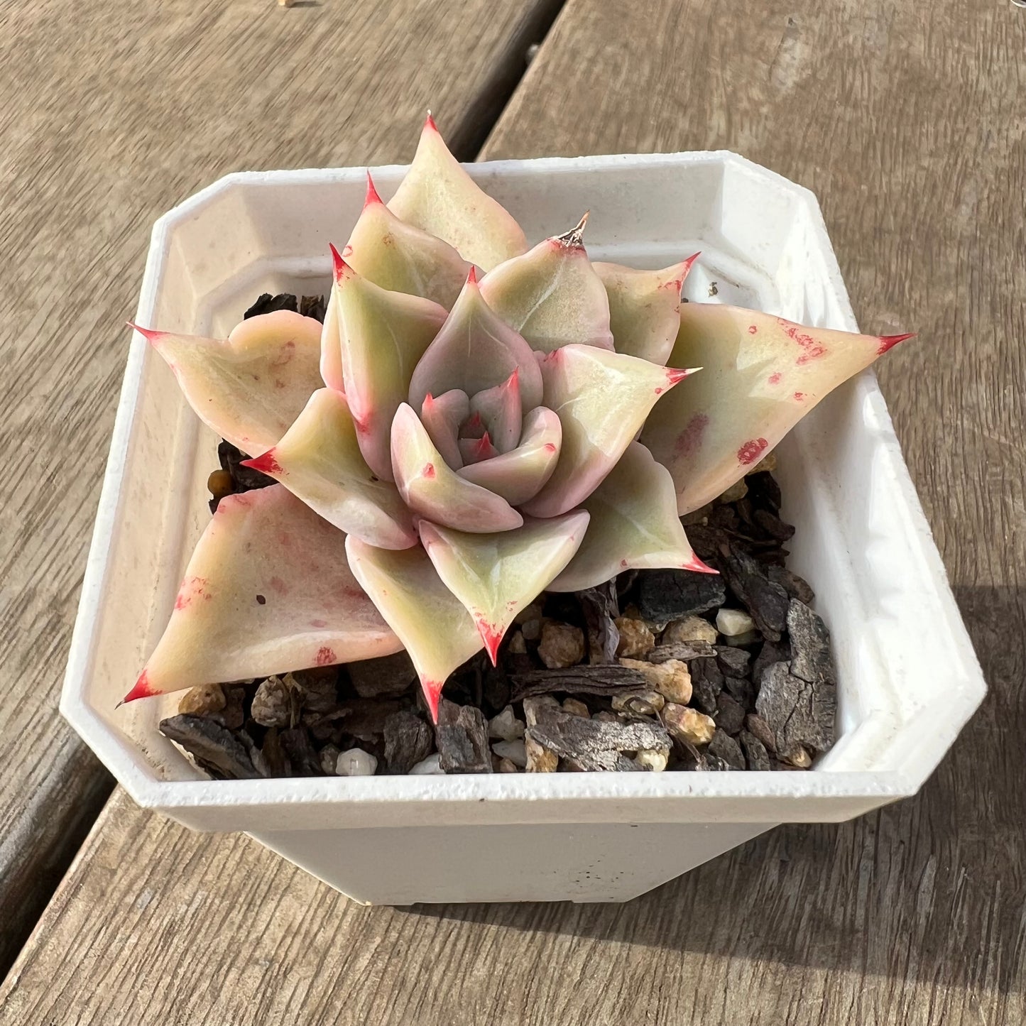 2307 Echeveria Madiba / Pink Lips