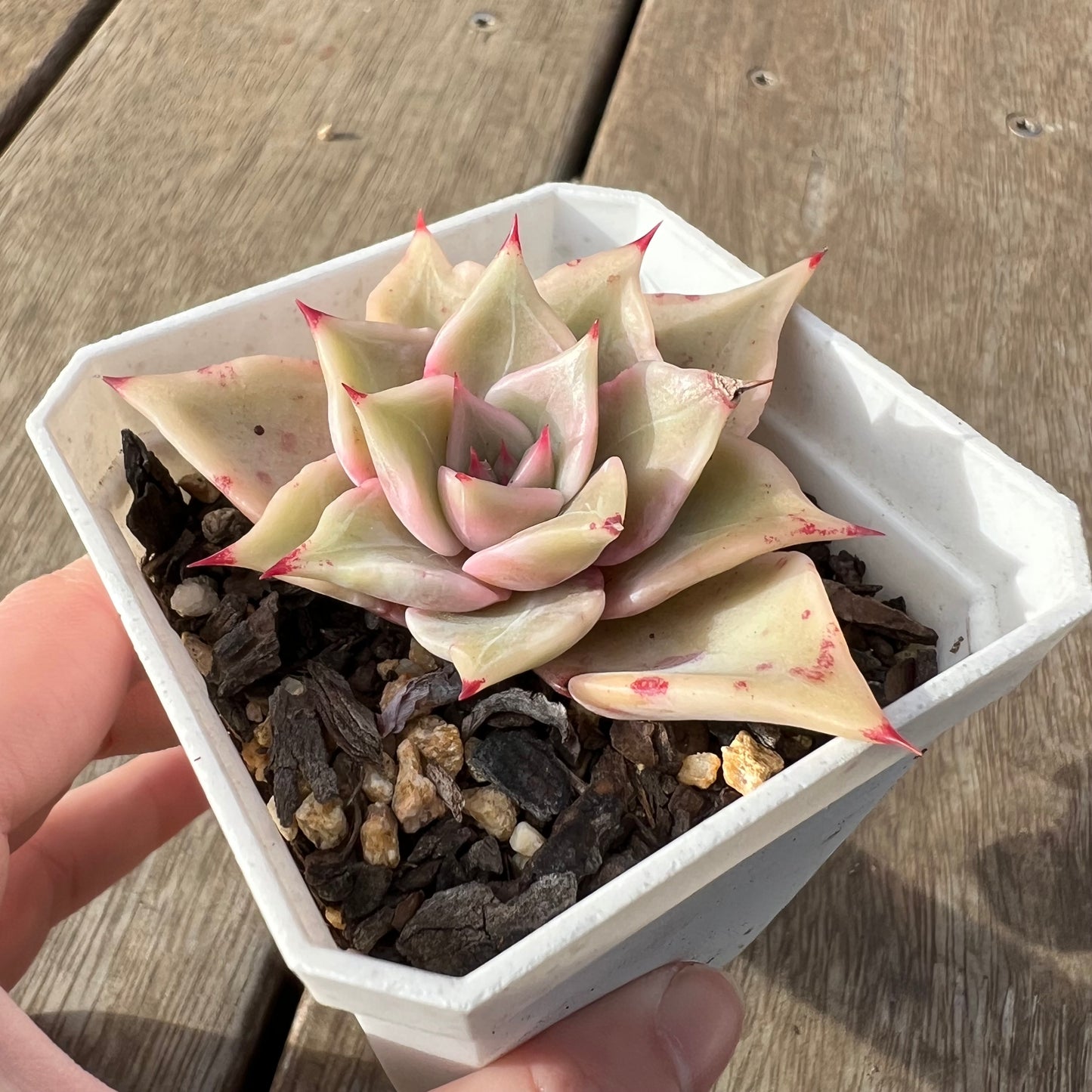 2307 Echeveria Madiba / Pink Lips