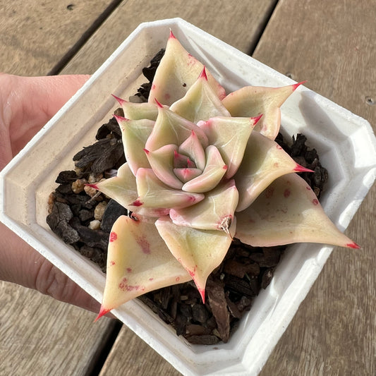 2307 Echeveria Madiba / Pink Lips