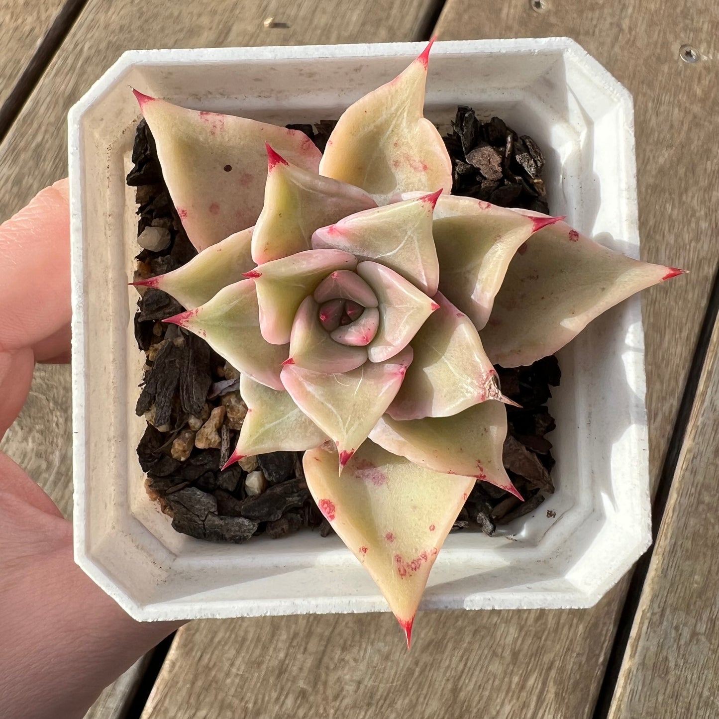 2307 Echeveria Madiba / Pink Lips