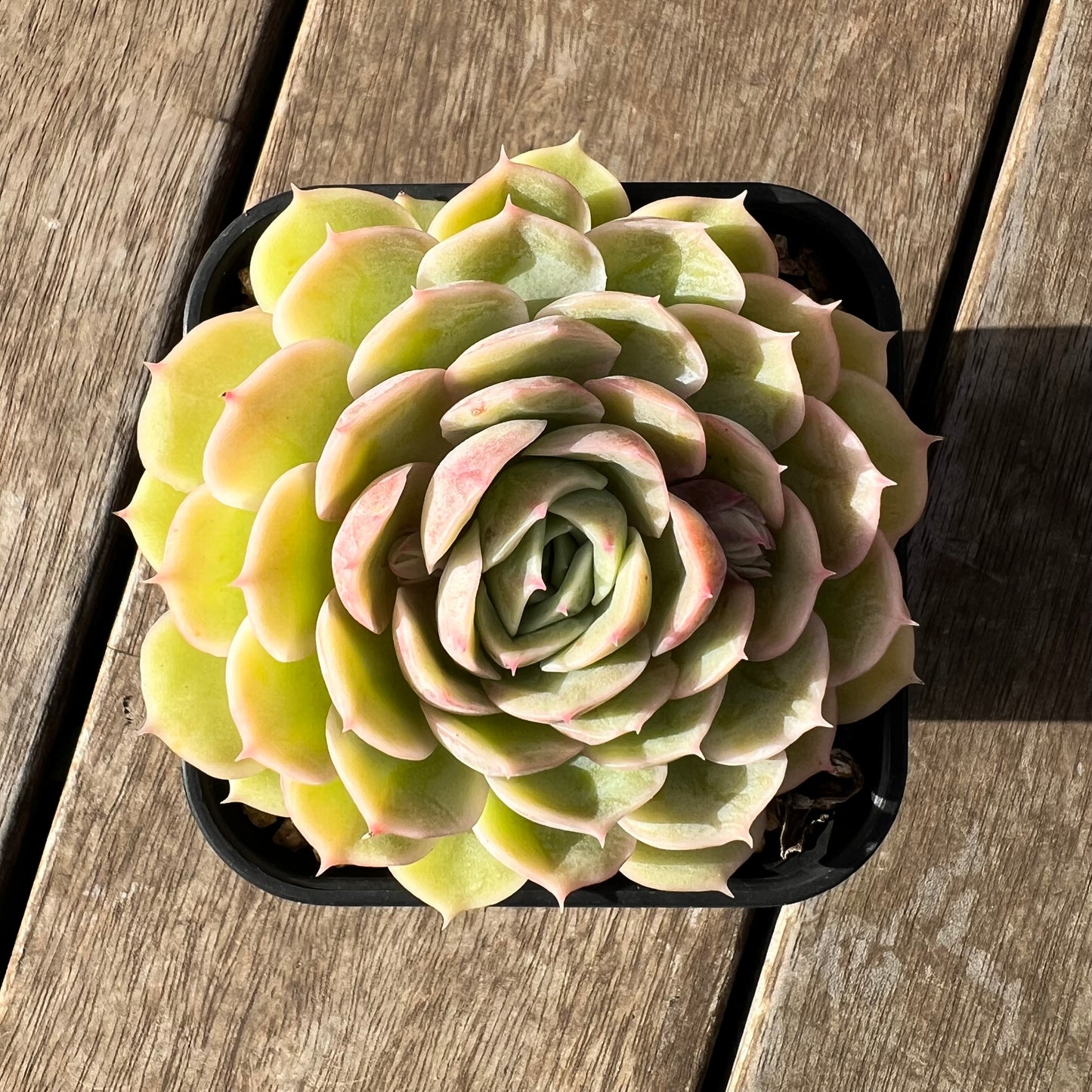 2307 Echeveria Onslow (Large)