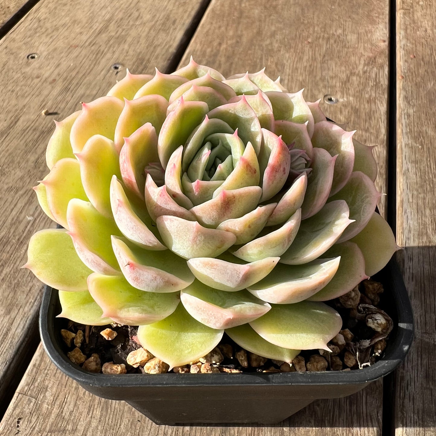 2307 Echeveria Onslow (Large)