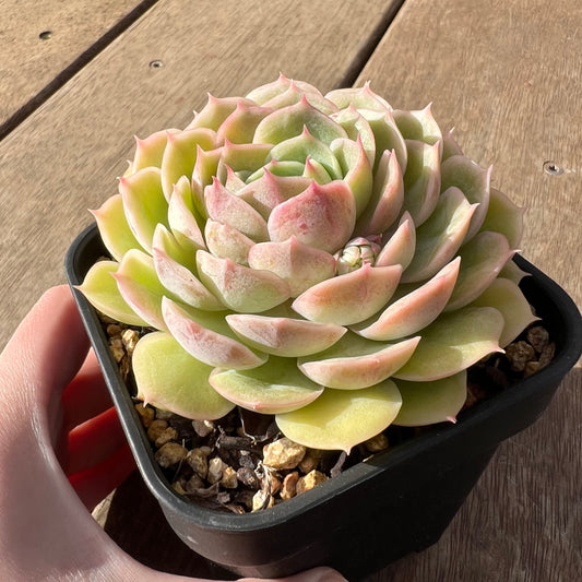 2307 Echeveria Onslow (Large)