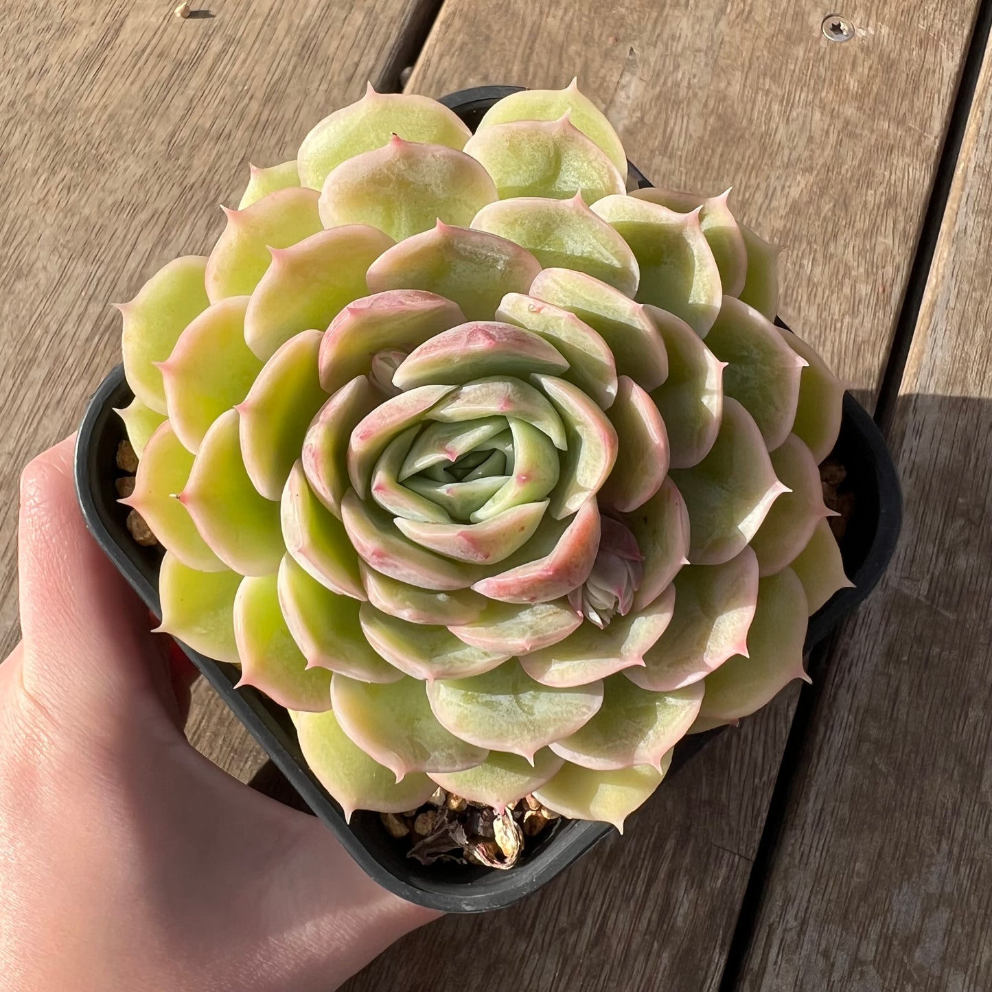 2307 Echeveria Onslow (Large)