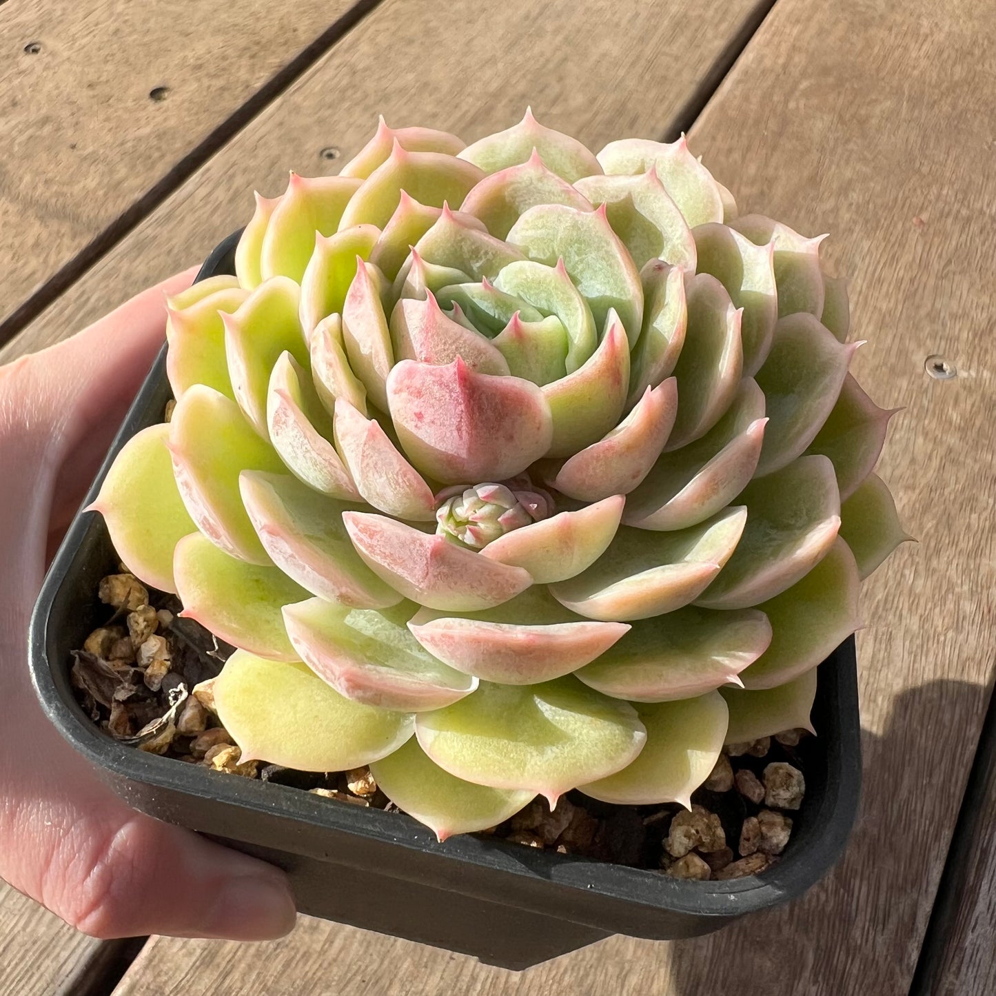 2307 Echeveria Onslow (Large)