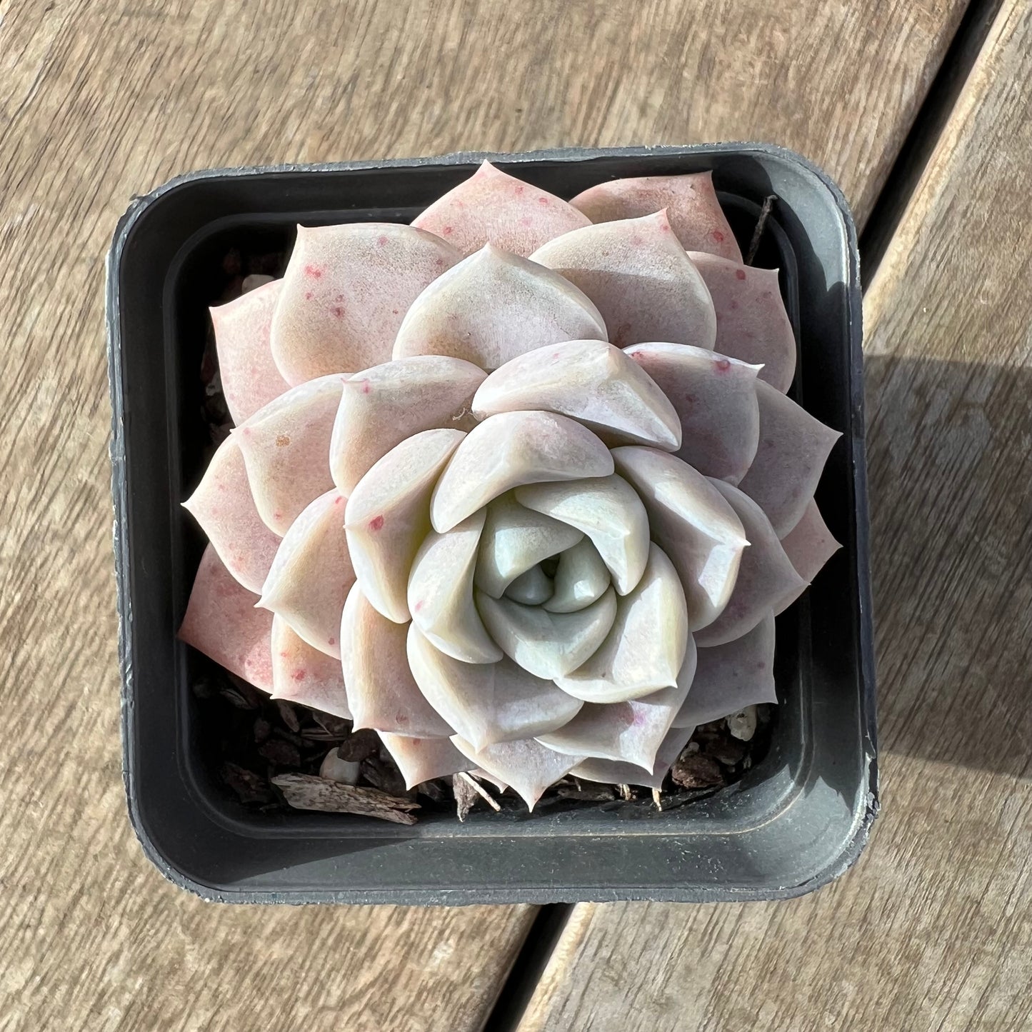 2307 Echeveria Pink Star