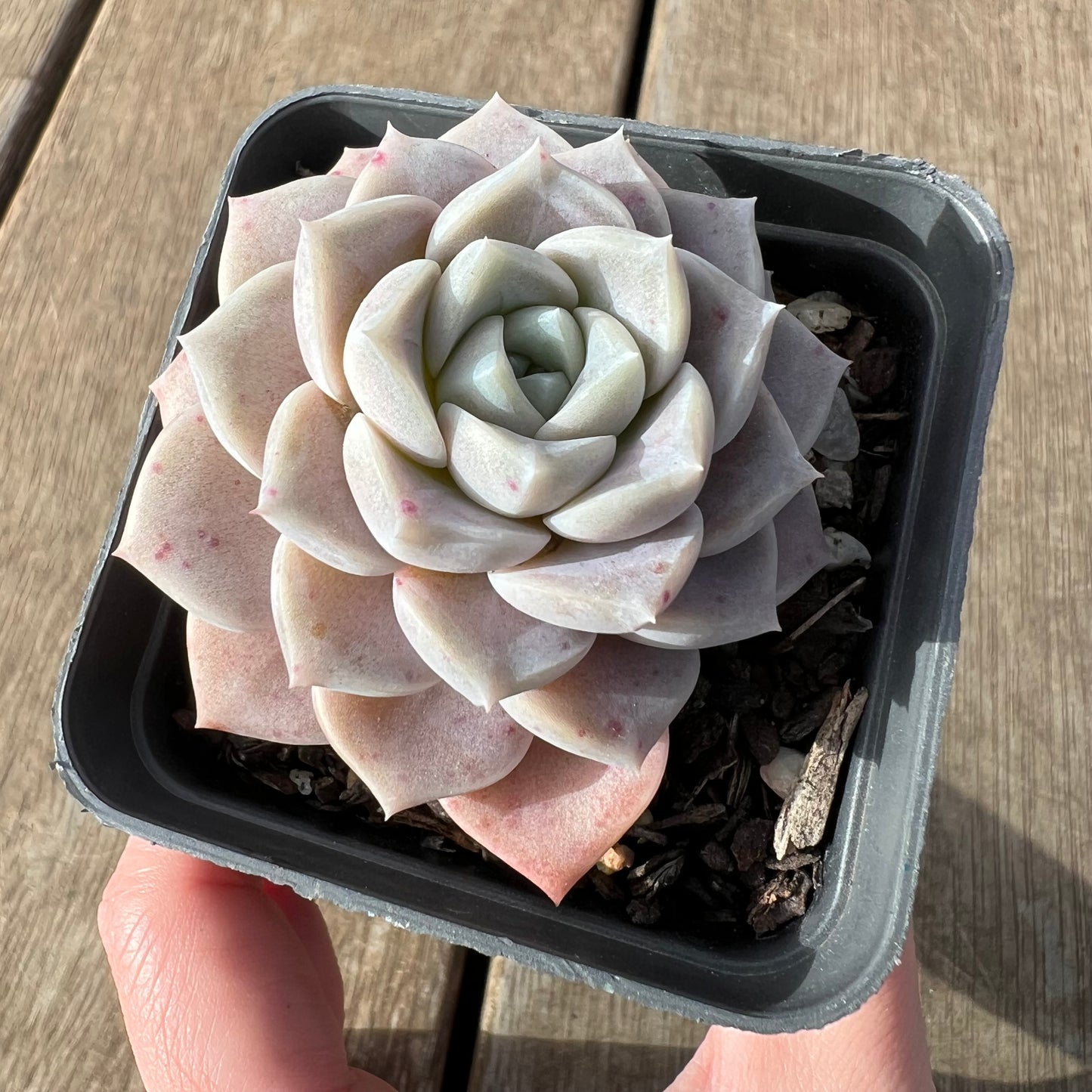 2307 Echeveria Pink Star