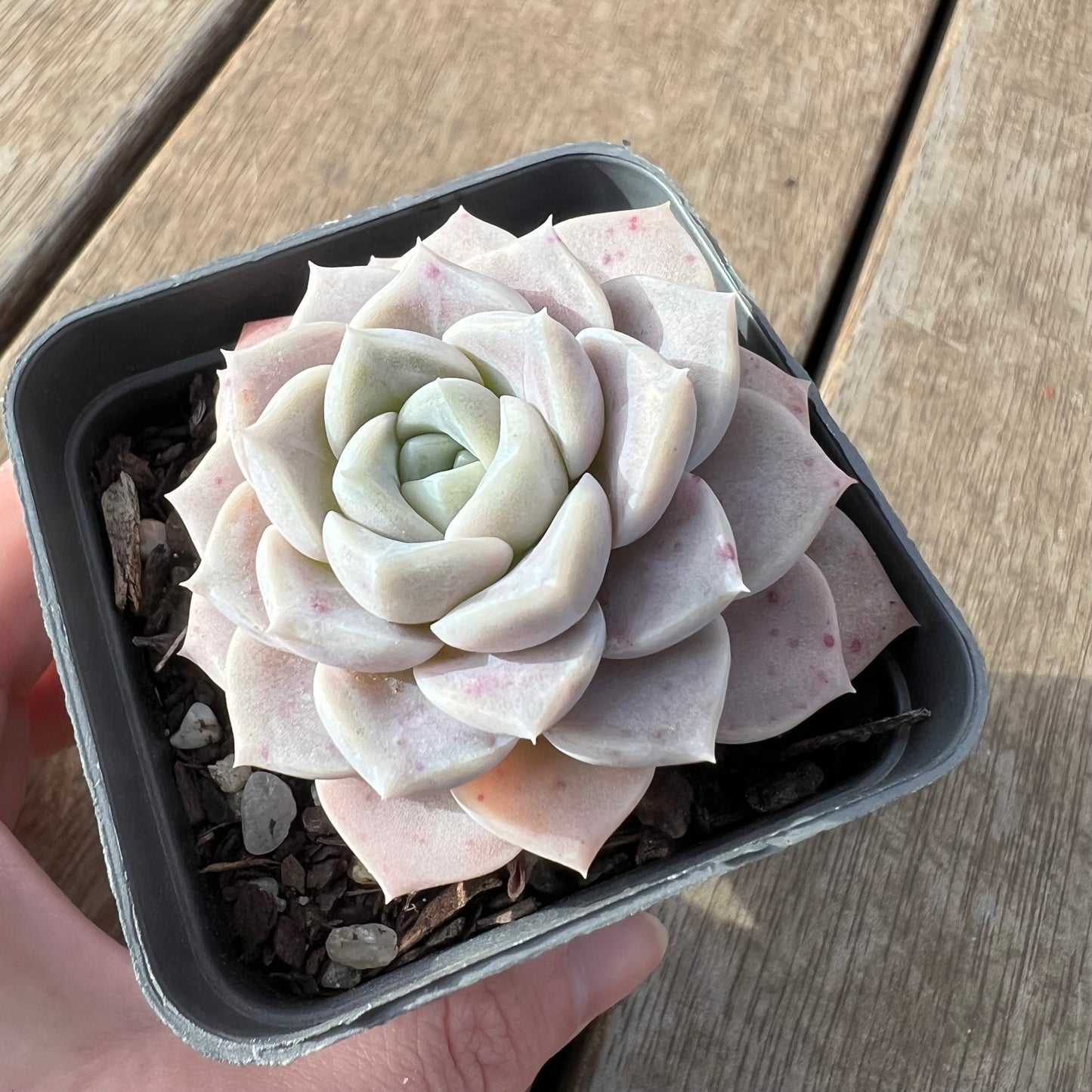 2307 Echeveria Pink Star