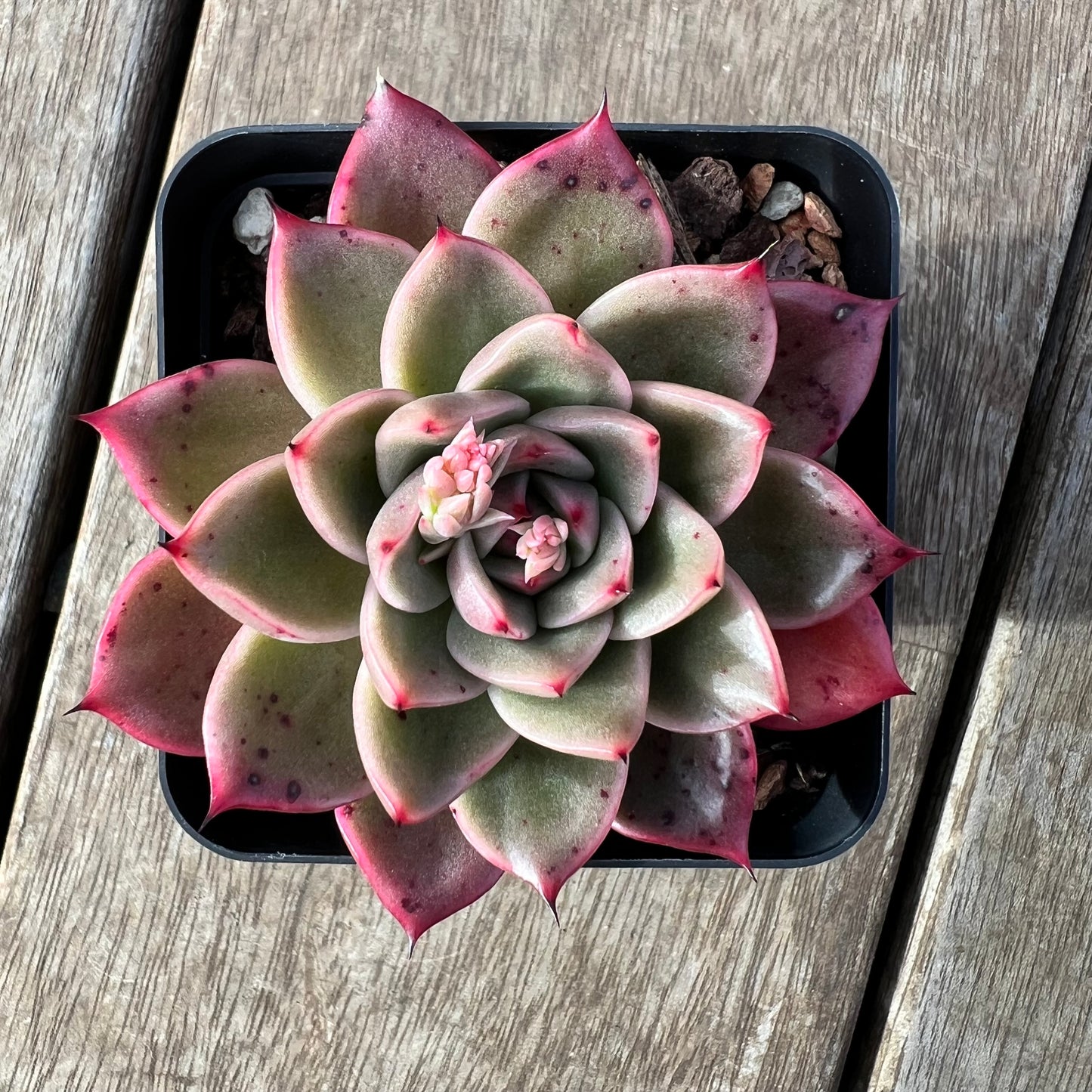 2307 Echeveria 'Apple Lady'