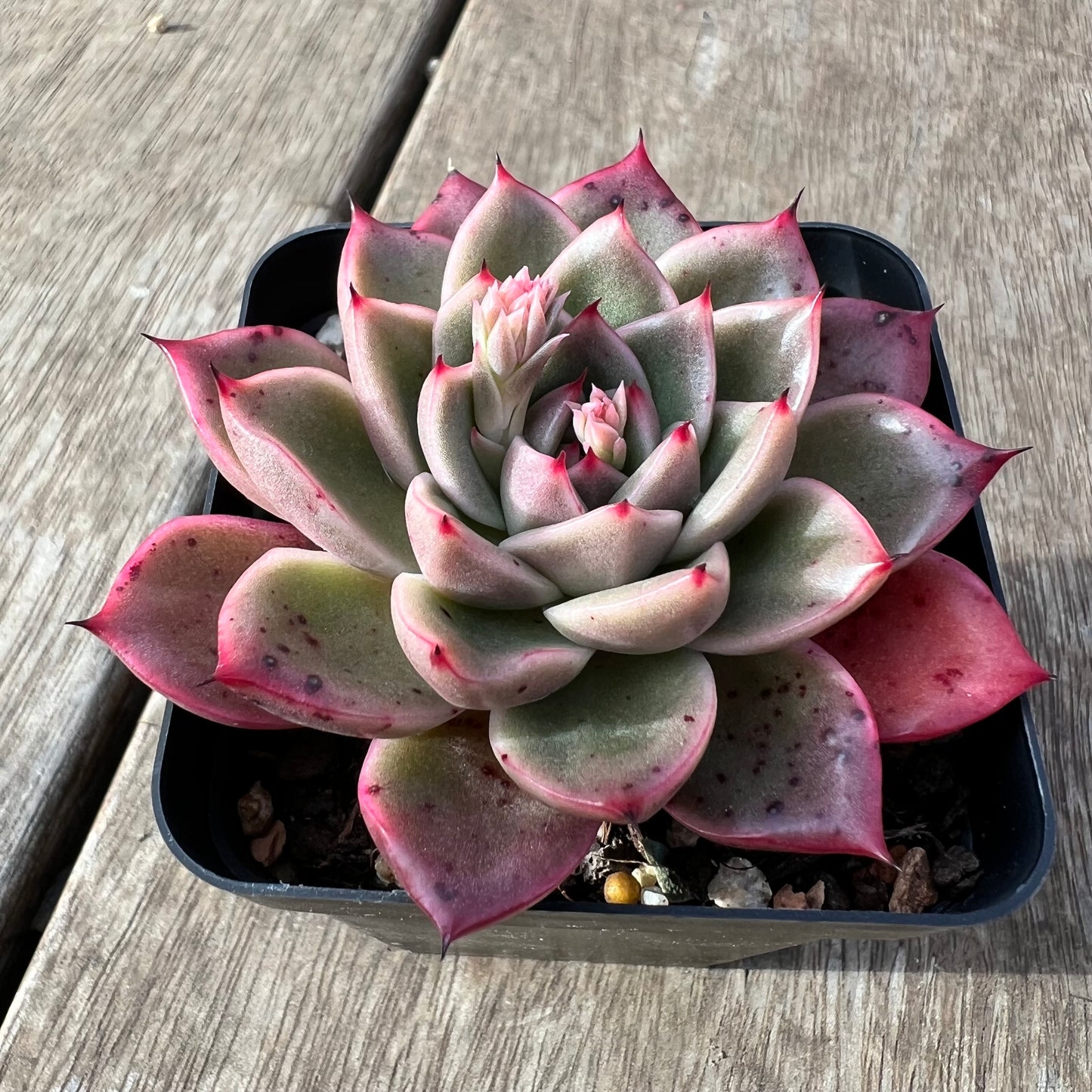 2307 Echeveria 'Apple Lady'