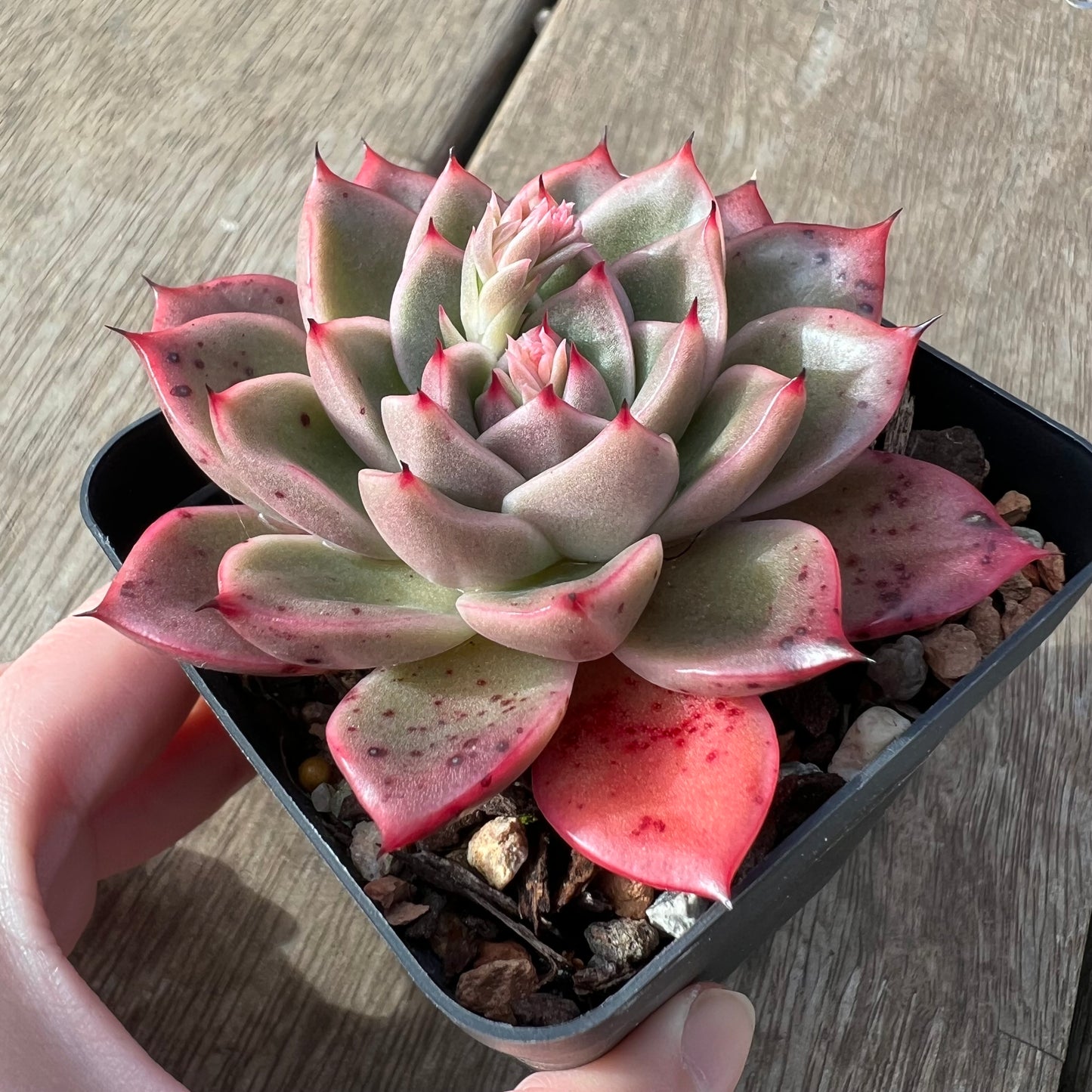 2307 Echeveria 'Apple Lady'