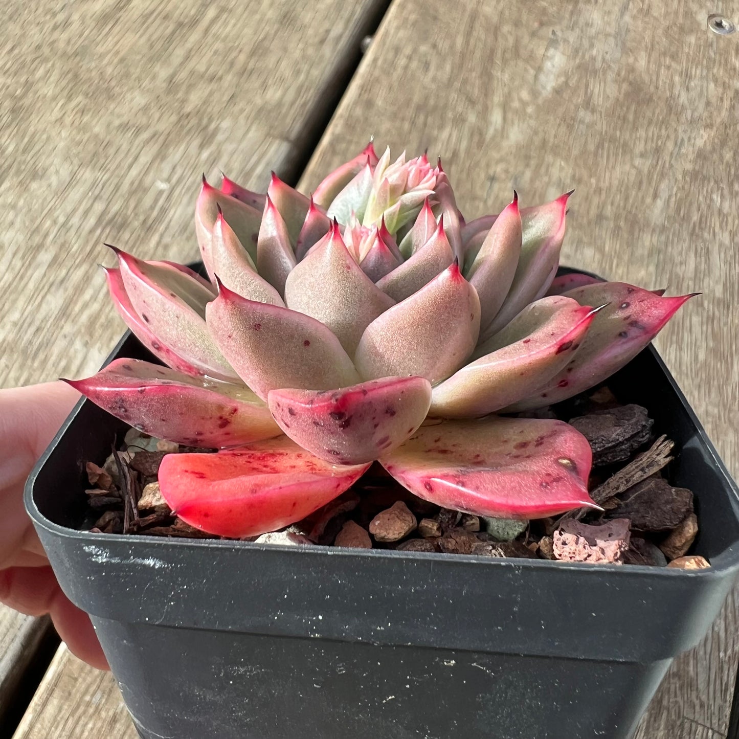 2307 Echeveria 'Apple Lady'