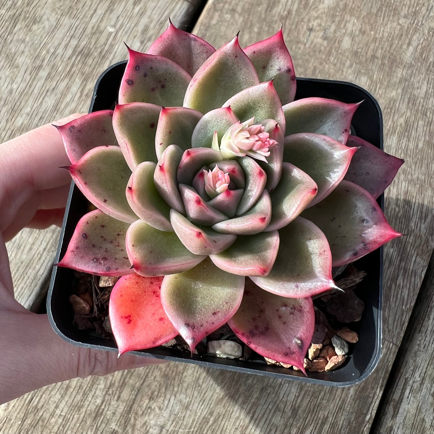 2307 Echeveria 'Apple Lady'