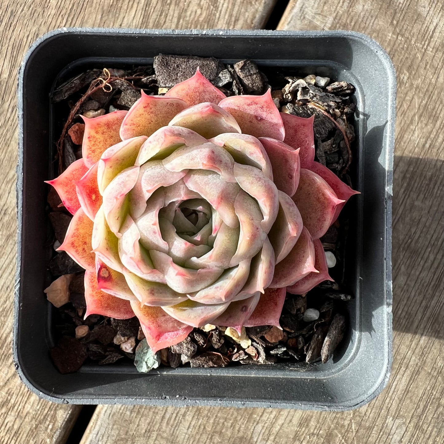 2307 Echeveria 'Origami Crane'