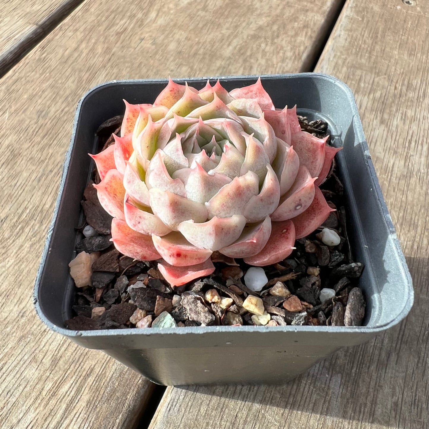 2307 Echeveria 'Origami Crane'