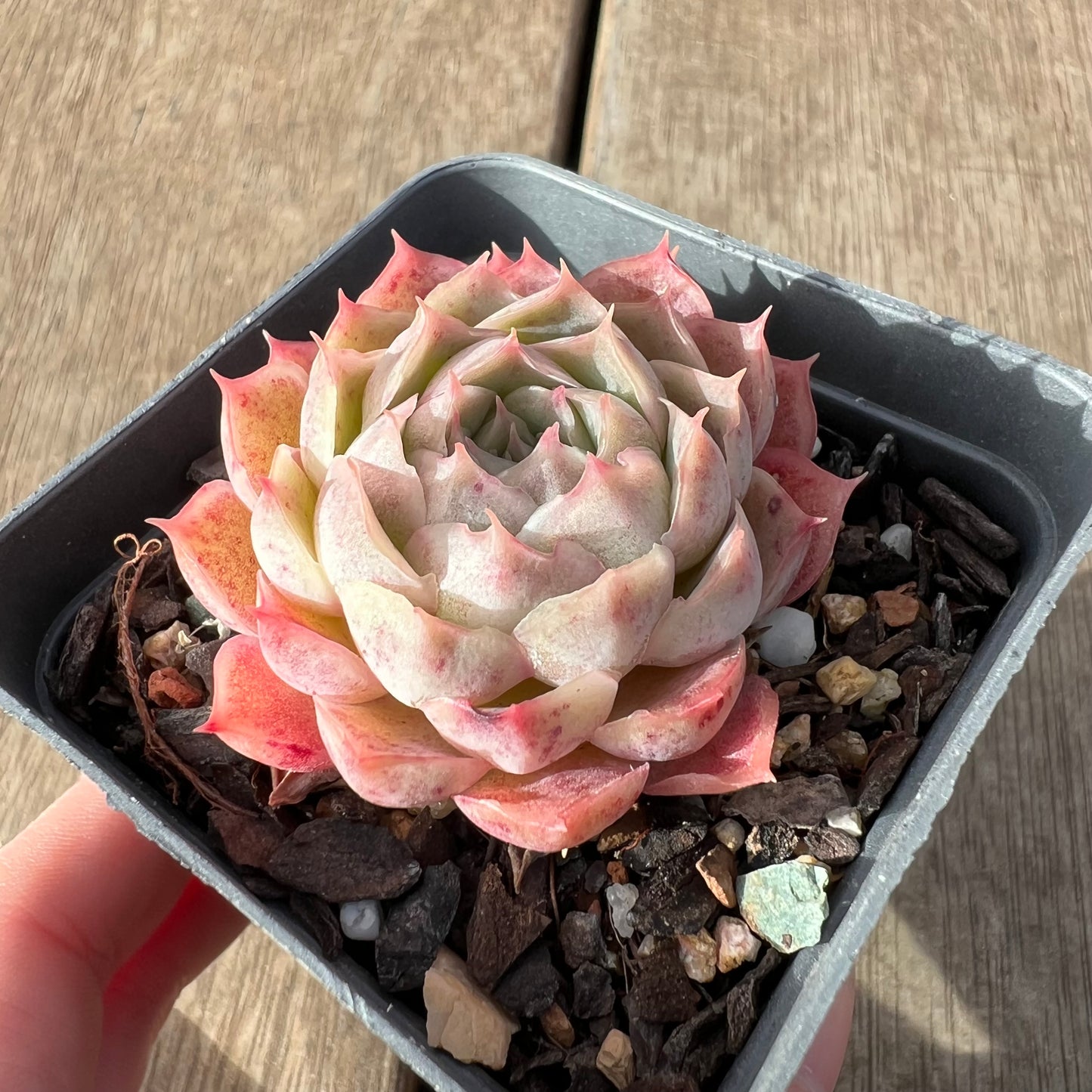 2307 Echeveria 'Origami Crane'