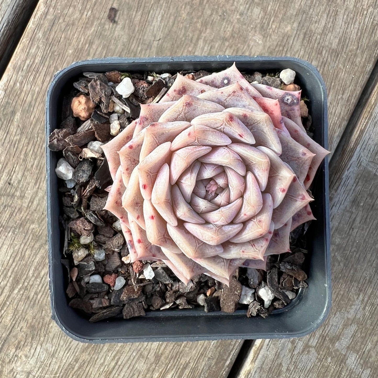 2307 Echeveria 'Pink Maze'