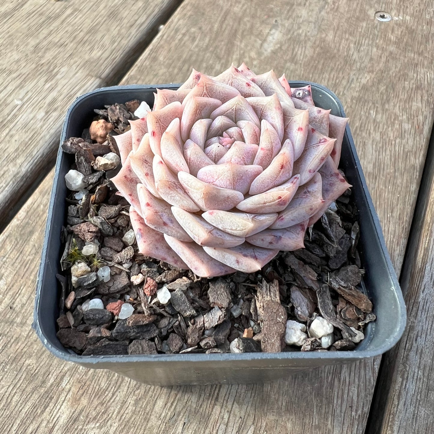 2307 Echeveria 'Pink Maze'