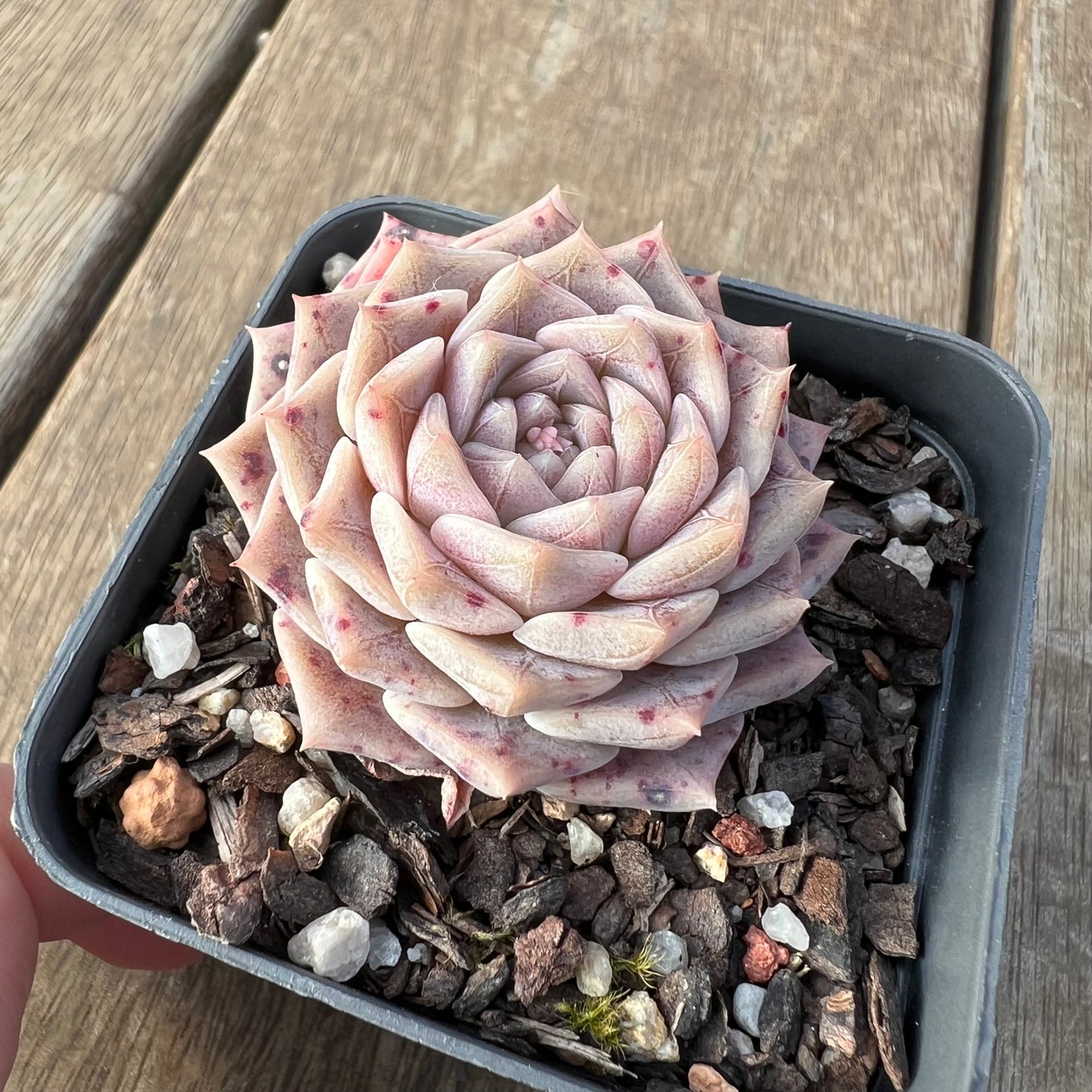 2307 Echeveria 'Pink Maze'