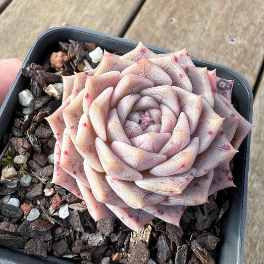 2307 Echeveria 'Pink Maze'