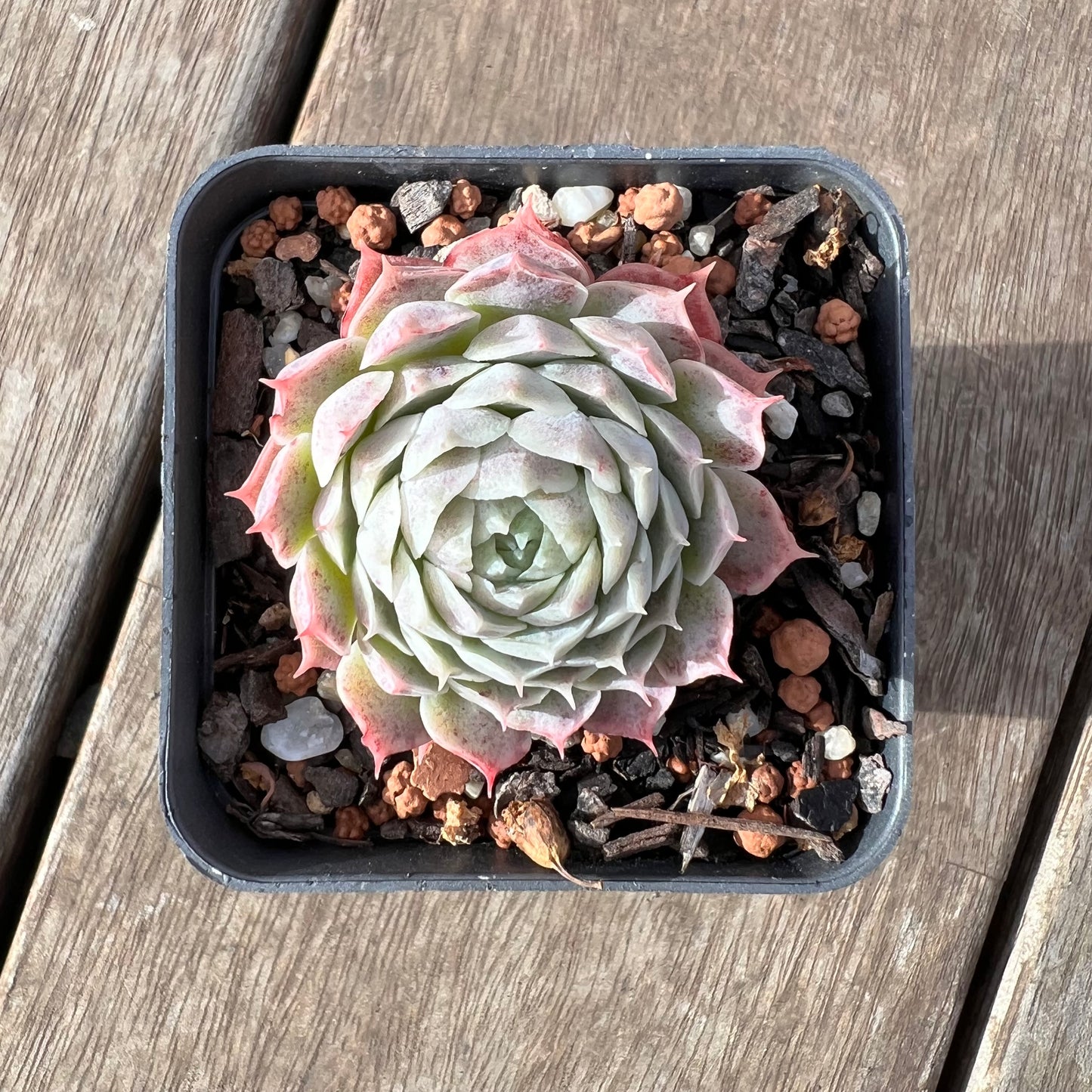 2307 Echeveria 'White Hole'