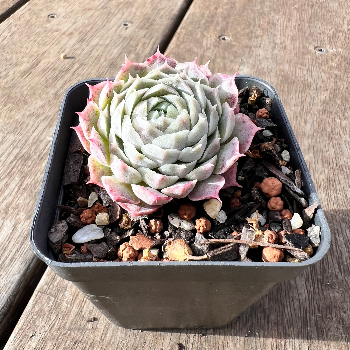 2307 Echeveria 'White Hole'