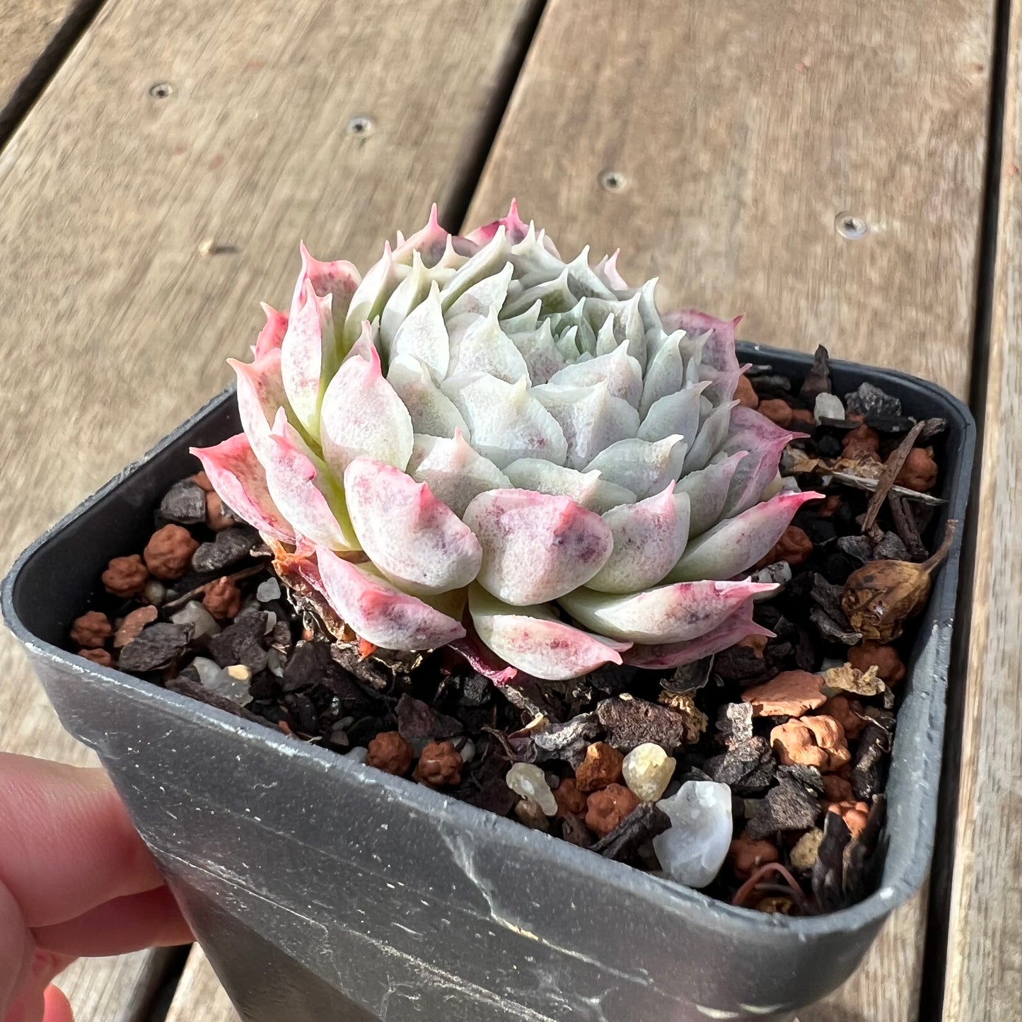 2307 Echeveria 'White Hole'