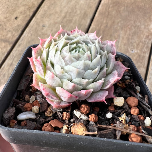 2307 Echeveria 'White Hole'